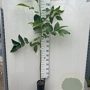 Juglans r. 'Kardinal' 150-175 cm 6L