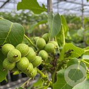 Juglans r. 'Mini Multiflora Nr.14' 175-200 cm 6L