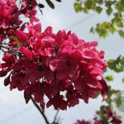 Malus 'Directeur Moerlands' 150 cm stam 10L
