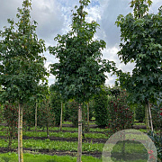 Liquidambar styraciflua 20-25 HO draadkluit