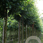 Prunus 'Pandora' 16-18 HO draadkluit