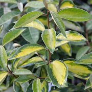 Elaeagnus ebb. 'Limelight' 80-100 cm met kluit