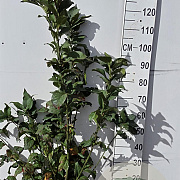 Euonymus europaeus 'Red Cascade' 80-100 cm met kluit