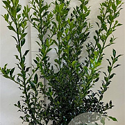Ilex aq. 'Alaska' 80-100 cm met kluit