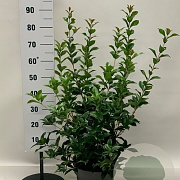 Osmanthus fortunei 80-100 cm 10L