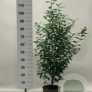 Prunus l. 'Angustifolia' 100-120 cm 7,5L