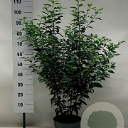 Prunus l. 'Angustifolia' 80-100 cm 10L