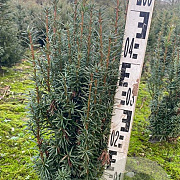 Taxus media 'Hicksii' 40-50 cm met kluit