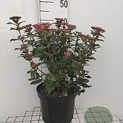Viburnum tin. 'Eve Price' 40-50 cm 7,5L