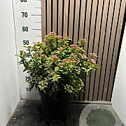 Viburnum tinus 40-50 cm 7,5L
