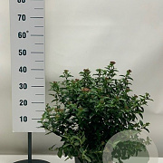 Viburnum tinus 50-60 cm 10L