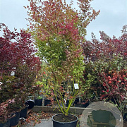 Acer palmatum 250-300 cm cont. 90L meerstammig