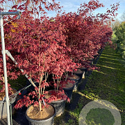 Acer pal. 'Atropurpureum' 150-175 cm 35L