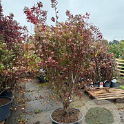 Acer pal. 'Atropurpureum' 175-200 cm cont. 65L