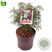 Choisya t. White Dazzler 40 cm 10L
