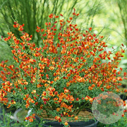 Cytisus 'Lena' 60-70 cm 10L