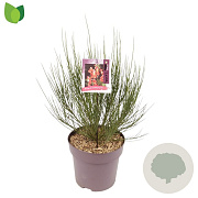 Cytisus 'Lena' 60-70 cm 10L