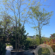 Gleditsia triacanthos inermis 400-500 cm cont. 500L meerstammig