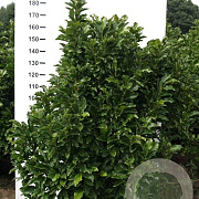Magnolia 'Susan' 160-180 cm met kluit