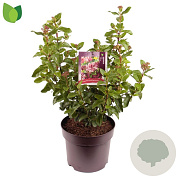 Viburnum tin. Lisarose 30-40 cm 7,5L