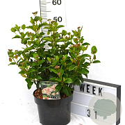 Viburnum tin. Lisarose 40-50 cm 5,0L