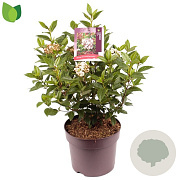 Viburnum tin. Spirit 30-40 cm 7,5L