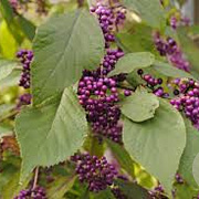 Callicarpa bodinieri 80 cm met kluit