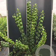 Philadelphus 'Virginal' 175-200 cm 12L
