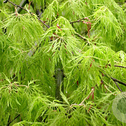 Acer pal. 'Green Lace' 100 cm stam container kroon 100-125