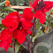 Canna indica GM P17