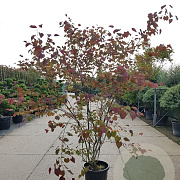 Cercis can. Red Force 300-350 cm 50L