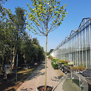 Cercis siliquastrum 200 cm stam container 14-16 hoge lei