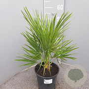 Chamaerops humilis 20-30 cm 3,0L