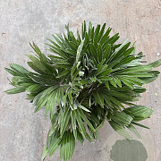 Chamaerops humilis 'Vulcano' 50-60 cm 6L