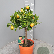 Citrofortunella microcarpa 50-60 cm 4,0L