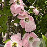 Cornus fl. 'Cherokee Brave' 250-300 cm cont. 130L