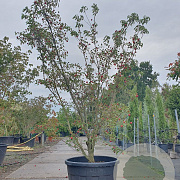 Cornus k. 'Milky Way' 200-250 cm cont. 130L meerstammig