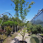 Cornus k. 'Milky Way' 400-450 cm container