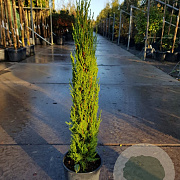 Cupressus semp. 'Pyramidalis' 80-100 cm container