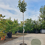 Diospyros kaki 'Vaniglia' 140 cm stam container 40-50 bol