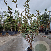 Elaeagnus ebbingei 100-125 cm 18L
