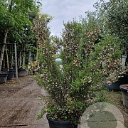 Erica canaliculata 80-100 cm 35L