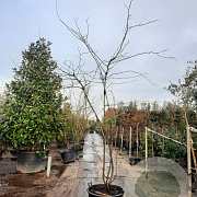Gleditsia triac. 'Sunburst' 400-450 cm container meerstammig solitair