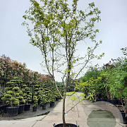 Gleditsia triac. 'Sunburst' 450-500 cm container