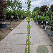 Hedera hibernica 180 cm 2,0L met stok
