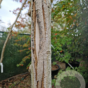 Magnolia kobus 200 cm stam container 18-20 leiboom