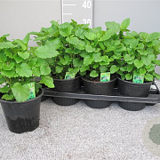 Melissa officinalis P14