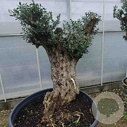 Olea europaea 50 cm container 100-125