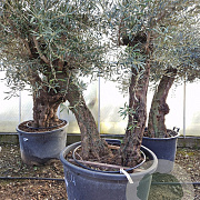 Olea europaea 80 cm stam container 40-50 meerstammig