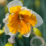 Narcissus 'Orangery' 12-14 cm verpakt per 100